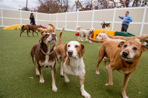 TOP 10 BEST Dog Day Care in Annapolis, MD